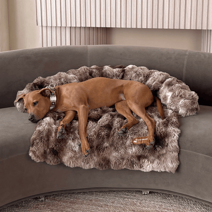 Cozy Pet Beds | Sofa Bed – Luxurious Comfort & Style