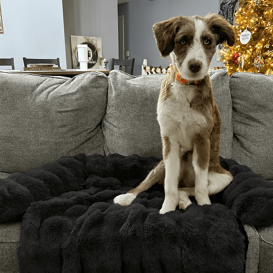 Cozy Pet Beds | Sofa Bed – Luxurious Comfort & Style