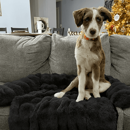 Cozy Pet Beds | Sofa Bed – Luxurious Comfort & Style