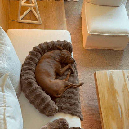 Cozy Pet Beds | Sofa Bed – Luxurious Comfort & Style
