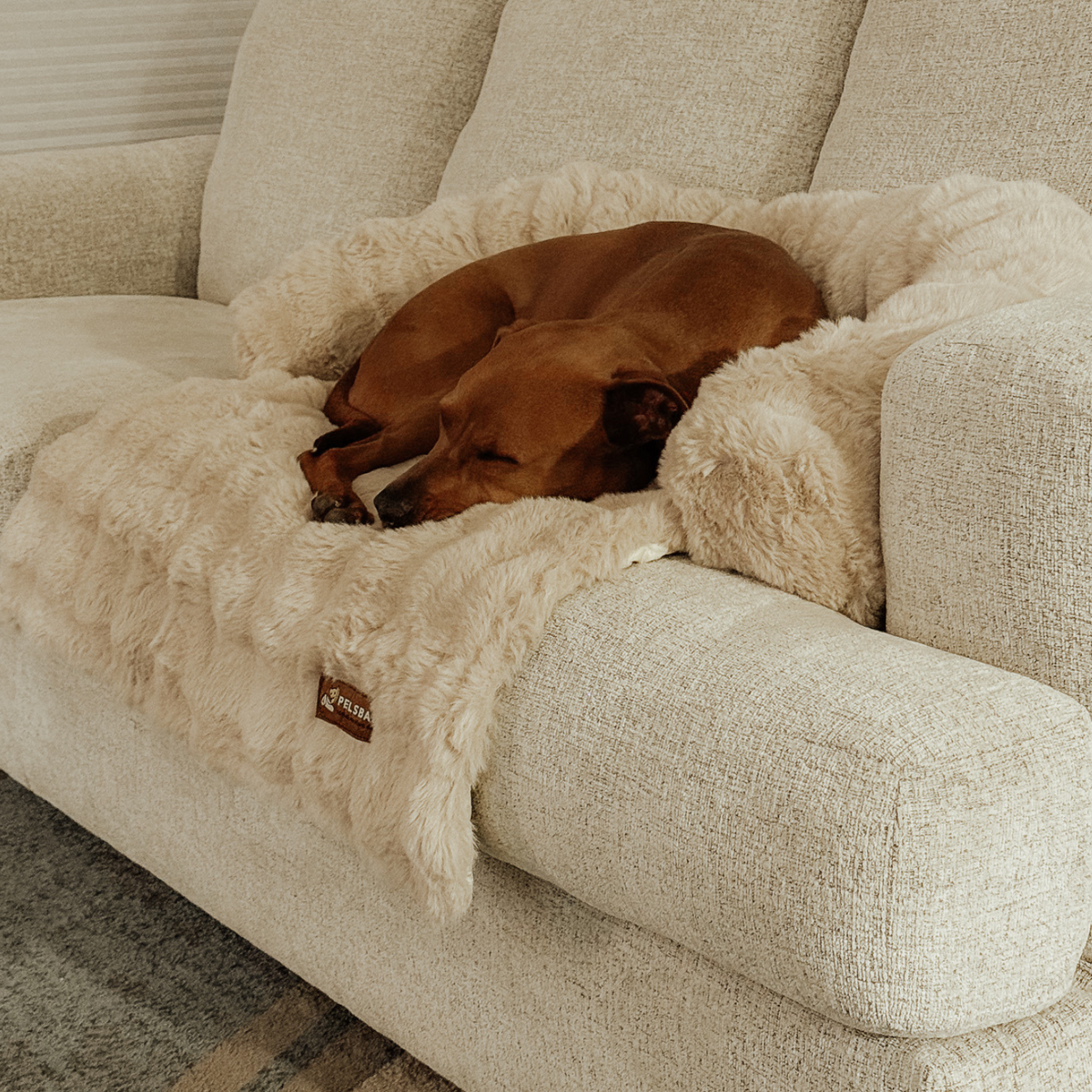 Cozy Pet Beds | Sofa Bed – Luxurious Comfort & Style